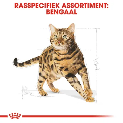 Rasspecifiek assortiment: Bengaal. Illustratie van een Bengaal kat met meetlijnen op de achtergrond, merk Royal Canin zichtbaar onderaan.