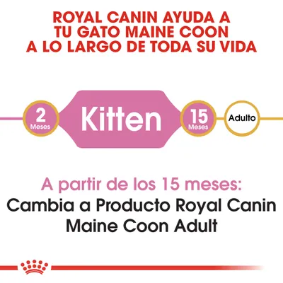 Royal Canin ayuda a tu gato Maine Coon durante toda su vida. De 2 a 15 meses: Kitten. A partir de los 15 meses, cambia a Royal Canin Maine Coon Adult.
