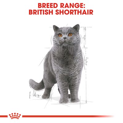 Text: BREED RANGE: BRITISH SHORTHAIR. Bild på en grå katt av rasen British Shorthair med orange ögon, stående mot vit bakgrund med skissade linjer.