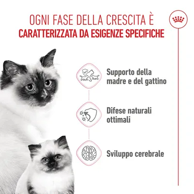 Royal Canin Mother & Babycat - 400 g