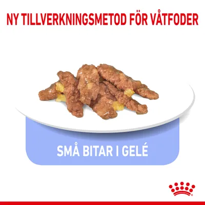 Ny tillverkningsmetod för våtfoder. Små bitar i gelé visas på tallrik.