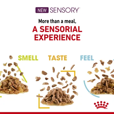  Royal Canin Sensory Smell Taste Feel mixpack i sås - 12 x 85 g