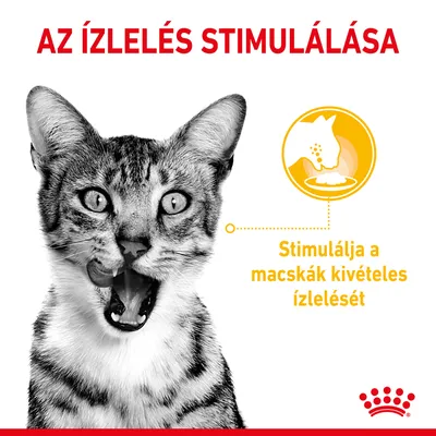 Az ízlelés stimulálása. Stimulálja a macskák kivételes ízlelését – látható szöveg sárga és piros betűkkel, fekete-fehér macska képe mellett.