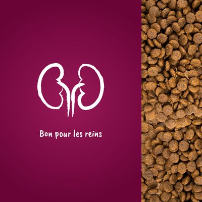 Bon pour les reins