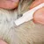 Close-up of a person parting animal fur and applying liquid from a tube directly onto the skin, demonstrating topical application method.