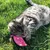 Tabby cat playing with a pink fabric mouse toy on green grass.