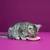 Gatto tigrato grigio che mangia cibo umido da una ciotola bianca su sfondo viola. Il prodotto visibile è il cibo per gatti nella ciotola.