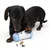 Hund spielt mit einem weissen und blauen Futterspender, aus dem kleine Leckerlis herausfallen.