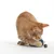 Red cat playing with a blue fabric toy and a small ball attached.