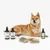 Chien allongé avec trois produits kooa visibles : Scented Fur Spray, Nourishing Shampoo et Paw Care, accompagnés de deux brosses en bois à poils métalliques.