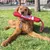 Dog playing with red KONG toy with rope handle, suitable for fetch games.
