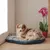 Gezellig hondenbed met geruit patroon en blauwe rand, geplaatst naast een roze orchidee op houten vloer.