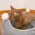 Rote Katze liegt in einem grauen Katzenbett mit weissen Plüschbommeln an den Ecken.