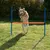 Hund springt über eine verstellbare Trainingshürde mit orangefarbener Stange und blauen Halterungen, geeignet für Agility-Übungen im Garten.