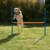 Hund springt über eine orangefarbene Hürde mit blauen Stangen auf einer grünen Wiese. Demonstration eines Trainingsspielzeugs für Hunde.
