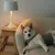 Hund mit grauem Mantel liegt entspannt auf einem cremefarbenen Sessel neben einer weißen Tischlampe auf einem Holzhocker. Hund mit grauem Mantel liegt entspannt auf einem cremefarbenen Sessel neben einer weißen Tischlampe auf einem Holzhocker.