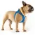 French Bulldog wearing a blue dog harness with visible Curli brand logo and red label. Harness features ergonomic design and chest padding.