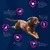 Diagramm mit Hund und Produktvorteilen: Zahnpflege, glänzendes Fell, gesunde Knochen, Ausgewogenheit, Abwehrkräfte, Leistung. Unterstützt Haut, Verdauung, Muskulatur und Zahngesundheit.