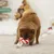 beeztees Christmas Lollipop Dog Toy – Red/White - 25 x 12 x 5 cm (L x W x H) beeztees Christmas Lollipop Dog Toy – Red/White - 25 x 12 x 5 cm (L x W x H)