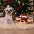 Perro tumbado sobre una alfombra suave junto a un peluche de reno con gorro navideño, al fondo un árbol de Navidad decorado. Perro tumbado sobre una alfombra suave junto a un peluche de reno con gorro navideño, al fondo un árbol de Navidad decorado.