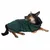 Cão de porte médio a usar um casaco verde escuro com capuz, de tecido tipo felpa. Casaco cobre o corpo e parte das patas do cão. Fundo branco.