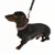 Dunkelbrauner Hund mit braunem Halsband und schwarzer Leine, beide mit sichtbarem Logo 'IDC'.