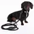 Black dachshund with brown-black collar and matching black lead made of leather and fabric. Product shows design and material of dog lead and collar.