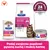Hill's Prescription Diet Gastrointestinal Biome karma dla kotów, sucha i mokra, wsparcie trawienia/błonnika, klinicznie udowodniona normalizacja stolca w ciągu 24 godzin.