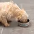 Dog eating from a bowl with the inscription 'In the mood for food'.