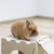 Conejo marrón sentado sobre una casita de juegos de madera con acolchado blanco y rampa.