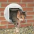 Gatera redonda blanca CAT MATE instalada en pared de ladrillo, con un gato atigrado saliendo a través de la puerta abatible de plástico transparente.