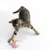 Gato atigrado jugando con un juguete rojo y blanco con plumas sobre fondo blanco.