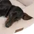 Hund liegt auf beigem Hundebett mit gestepptem Stoff und braunem Etikett mit der Aufschrift 'Modern'.