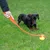 Person verwendet einen orangefarbenen Ballwerfer, um einen gelben Tennisball auf einer Wiese zu werfen. Ein kleiner Hund beobachtet den Ball.