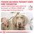 Pitajte svog veterinara koju hranu iz veterinarskog asortimana Royal Canin odabrati za svog psa.