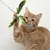 Gato rojo juega con un juguete para gatos de plumas verdes y cuenta de madera en una cuerda.