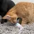 Red cat playing with a colourful toy on a grey carpet, black cat in the background.