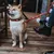 Cane con collare rosso e guinzaglio coordinato con motivi a croce bianchi, al guinzaglio accanto a una persona su terrazza in legno.