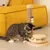 Chat tigré jouant avec un arbre à chat en bois et sisal, équipé de boules colorées sur une piste circulaire et d’un jouet suspendu à perles. Canapé jaune en arrière-plan.