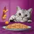 Cat looking at a plate of wet food chunks with visible carrot pieces and gravy, highlighting ingredients and texture of the pet food.