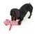 Chien noir à poil court avec un jouet en tissu rouge et blanc à motif carreaux, forme d’animal, sur fond blanc.