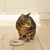 Chat tigré assis à côté d’une gamelle blanche contenant de la pâtée, posé sur un sol en bois clair dans une cuisine lumineuse.