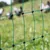 Grünes Netz mit schwarzen Verbindungspunkten, im Hintergrund unscharf Hühner auf einer Wiese.