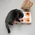 Zwei Katzen spielen mit einem interaktiven Spielzeugkarton, der Löcher und bunte Bälle enthält. Karton mit orangefarbenen Katzendesigns bedruckt.