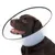Chien portant une collerette vétérinaire en plastique transparent avec bord noir, vue de profil. Collerette utilisée pour empêcher l’animal de toucher certaines zones du corps.