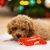 beeztees Hundespielzeug Weihnachtsknochen, rot