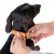 Demonstration des Anlegens eines orangefarbenen Hundehalsbands mit goldener Schnalle an einem Hund.