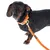 Hond met oranje halsband en leren lijn, metalen sluiting zichtbaar. EQDOG merk op halsband en lijn.