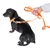 Hond met oranje halsband en bijpassende lijn, vastgehouden door een hand. Halsband met zichtbaar logo 'FCS'.