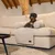 Dog sitting on beige sofa with striped light grey blanket and cushion. Product shows pet blanket with decorative leather label.